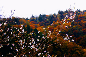 桜と紅葉.jpg